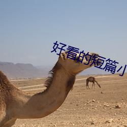 好看的短篇小說