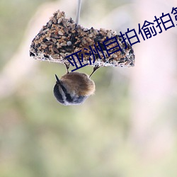亞洲自拍偷拍第一頁