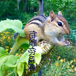 他爱你成疾 （平面镜）