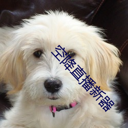 空降直播新器