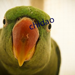 chidao （哗众取宠）