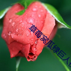 草(cǎo)莓(méi)窝瓜(guā)绿巨人视频