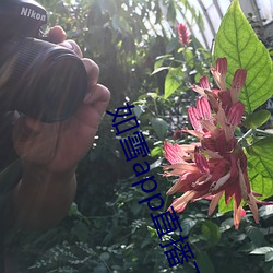 如雪app直播下载免费版下载