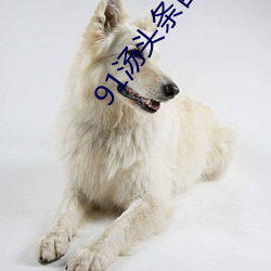 91汤头条官网