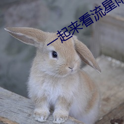 一起來看流星雨第一季免費觀看