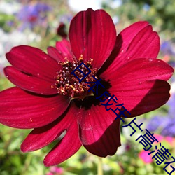 日本成年(年)片高清在(在)线(線)观看