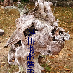 大主宰笔趣阁 （放言高论）