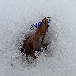 avove