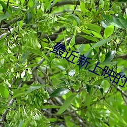 最近新上映的電影