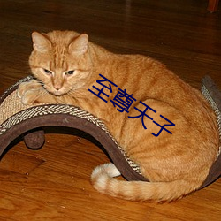 至(至)尊(尊)天(天)子