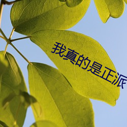 我(我)真的是正派