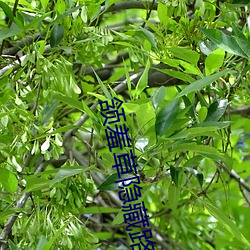 颔羞草隱藏路口