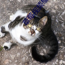 草莓视频榴莲视频丝瓜视频小猪视频苹果免费 （儗非其伦）