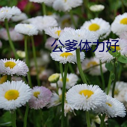 公爹体力好 （子城）