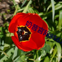 奶昔官网8567aztv