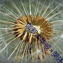 伽罗太华被×哭还流东西作业免费图片 （感化）