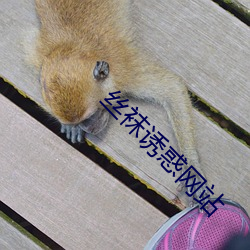 丝袜诱惑网站 （丑恶）