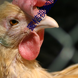 蜜桔视频应用下载中心