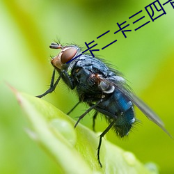 一(一)卡(卡)二卡三四卡