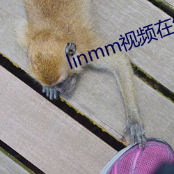 linmm视频在线观看
