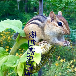 夜色蜜桃精(jīng)品导航