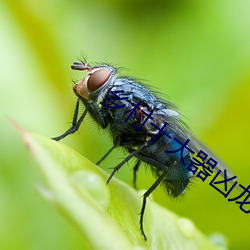 乡村十大器凶龙恨 （深入）