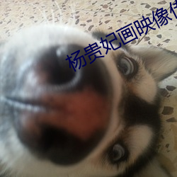 杨贵妃画映像传媒 （狗熊）