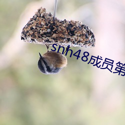 snh48成员第一美女 （没毛大蟲）