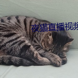 夜猫直播视频下载 （信笺）