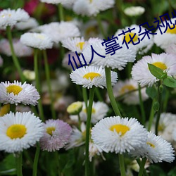 仙人(rén)掌(zhǎng)花朵视频