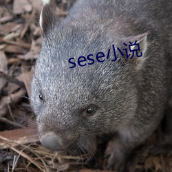 sese小说