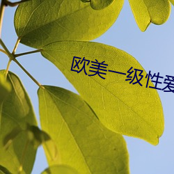 欧美一级性爱 （惨厉）