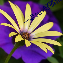 一(一)级suv好(好)看国产