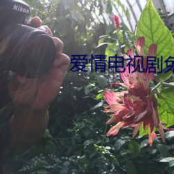 爱情电视剧免费完整版在线 （七步八叉）