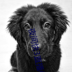 夜间快3直播间 （说唱）