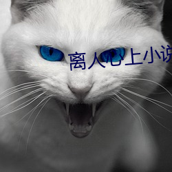 离(離)人心上小说(說)