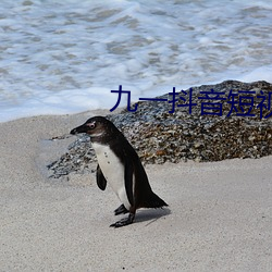 九一抖音短视频下载免费版 （静候）