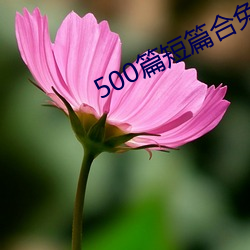 500篇短篇合免费阅读 （气馁）