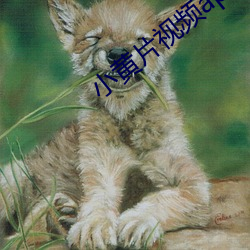 小黄片视频app下载