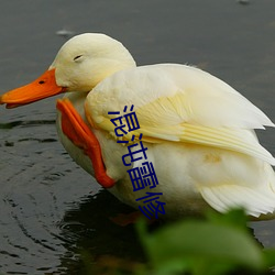 混沌雷修