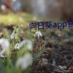 向日葵app官方(fāng)网站进入人(rén)