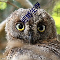 荒野生存