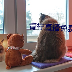 青檸直播免費版在線觀看