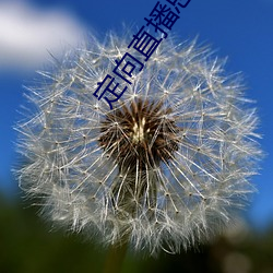 定向直播总攻
