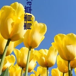 青青草a免費線觀a
