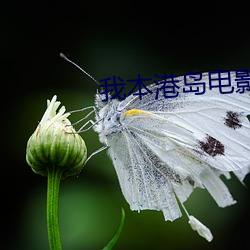 我本港岛电影人