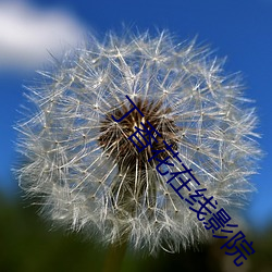 丁香花在(zài)线影院