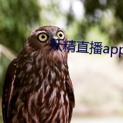 妖精直播app最新款2022 （指称）