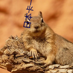 日本卡一卡2卡3卡4精品卡