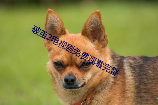 破茧2电视剧免费观看完整